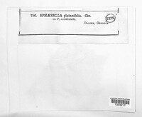 Sphaerella platanifolia image